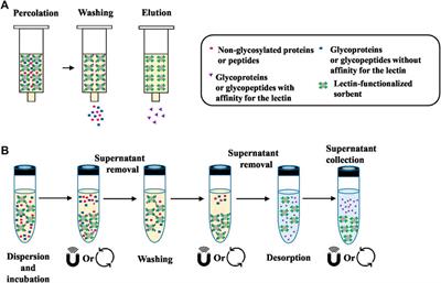 Recent Advances in Lectin-Based Affinity Sorbents for Protein Glycosylation Studies